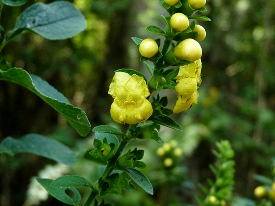 {Dasistoma macrophyllum}